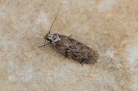 Depressaria douglasella