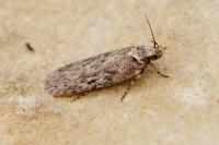 Depressaria douglasella