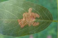 Parectopa robiniella