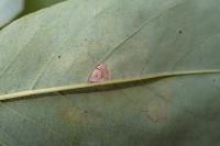 Parectopa robiniella