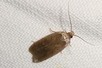 Agonopterix cnicella