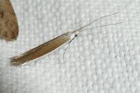 Coleophora