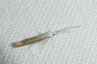 Coleophora