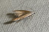 Coleophora