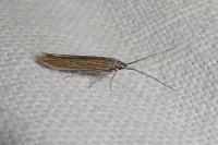 Coleophora
