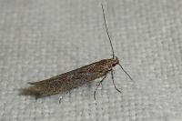 Scrobipalpa
