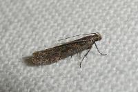 Scrobipalpa