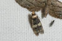 Oegoconia