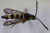 Synanthedon theryi