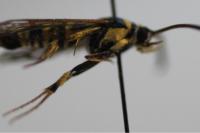 Synanthedon theryi
