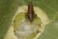 Phyllonorycter comparella