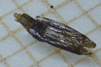Phyllonorycter comparella