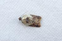 Acleris variegana