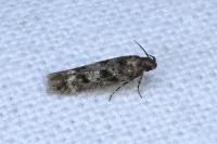 Caryocolum