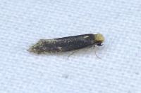 Monopis nigricantella