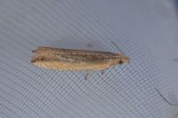 Bactra lancealana