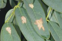 Parectopa robiniella