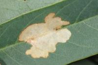 Parectopa robiniella