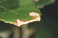 Ectoedemia heringella