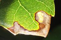 Ectoedemia heringella