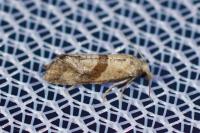 Cochylidia implicitana