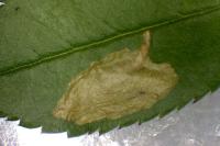 Coptotriche angusticollella