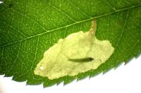 Coptotriche angusticollella