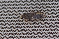 Monopis weaverella