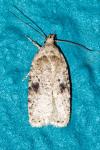 Agonopterix propinquella
