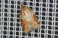 Acleris laterana
