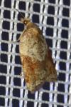 Acleris laterana