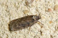 Depressaria