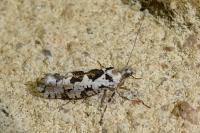Ypsolopha sequella