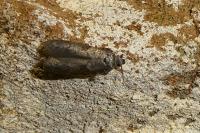 Blastobasis glandulella