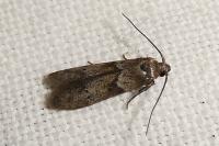 Blastobasis glandulella
