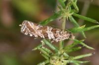 Celypha rivulana