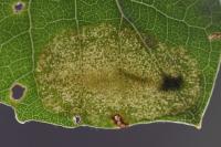 Phyllonorycter sagitella