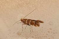 Cameraria ohridella