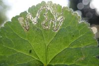 Stigmella splendidissimella