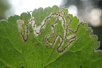 Stigmella splendidissimella