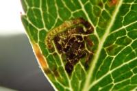 Ectoedemia angulifasciella