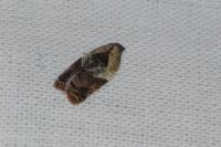Acleris variegana