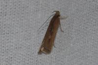 Helcystogramma triannulella