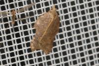 Acleris emargana