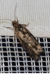 Epinotia maculana
