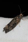 Epinotia maculana