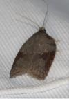 Acleris sparsana