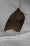Acleris sparsana