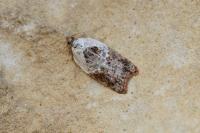 Acleris variegana