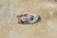 Acleris variegana